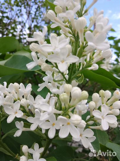 Сирень белая,сиреневая Венгерская