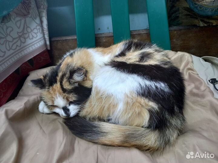 Кошка