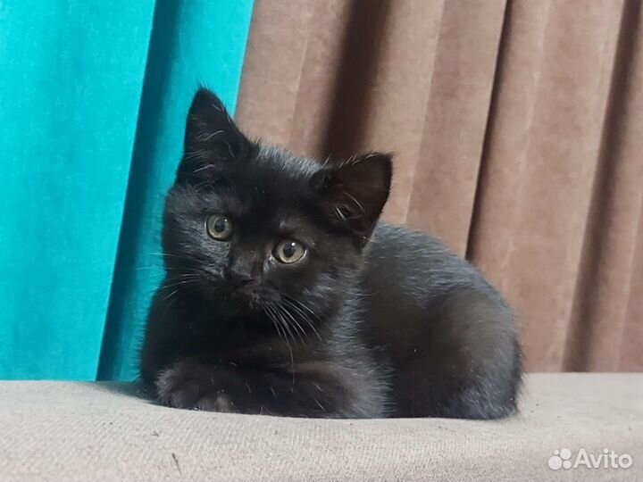 Британские котята