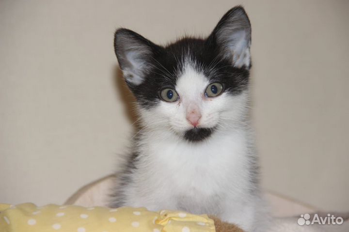 Котята отдам бесплатно