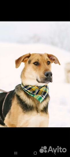 Собака бесплатно