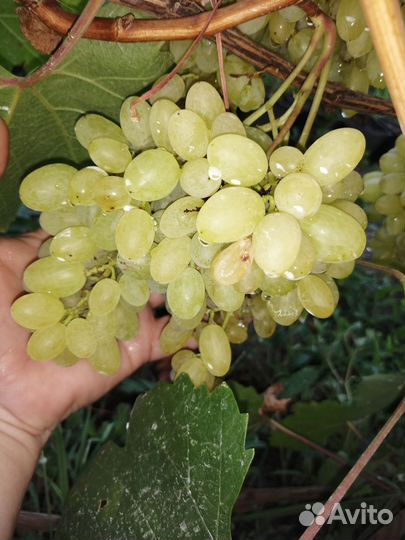 Виноград столовый