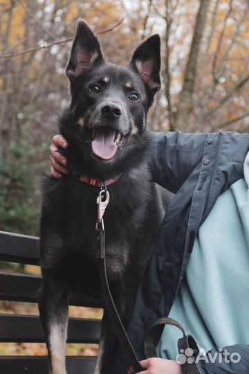 Восточноевропейская овчарка метис в дар