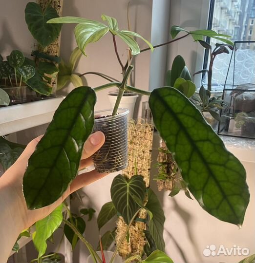 Хойя глобулоза