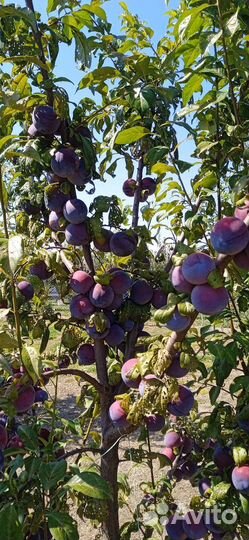 Слива анжелина черная