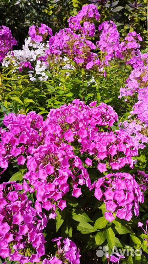 Флоксы многолетние