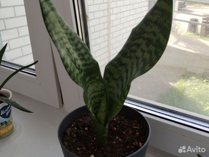 Сансевиерия