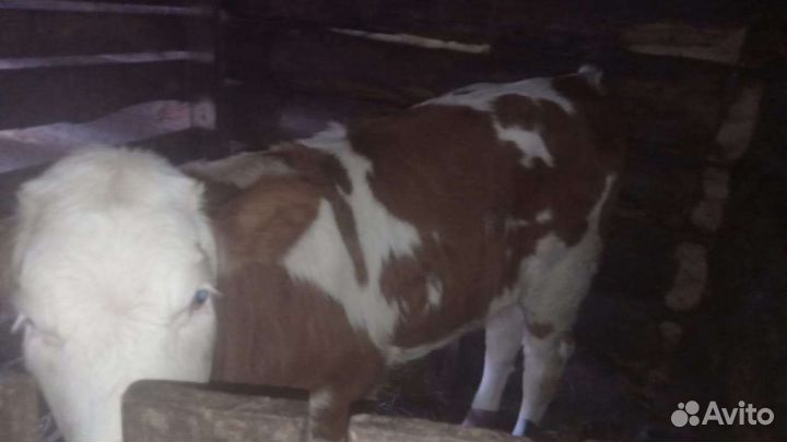 Корова телка