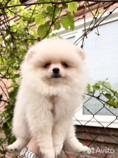 Померанский шпиц мини. Девочка