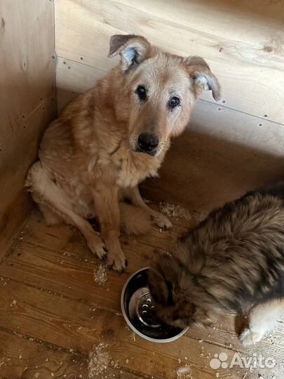 Помогите старичку найти дом