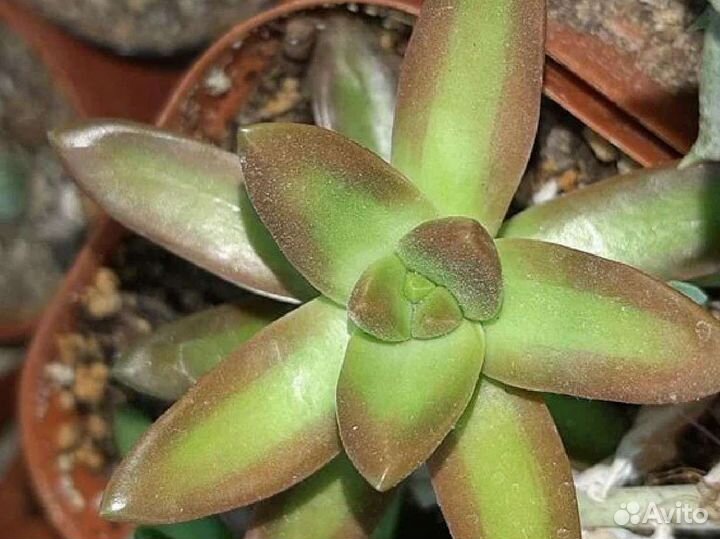 Суккуленты