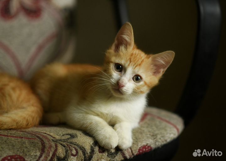 Рыжий котенок в добрые рук