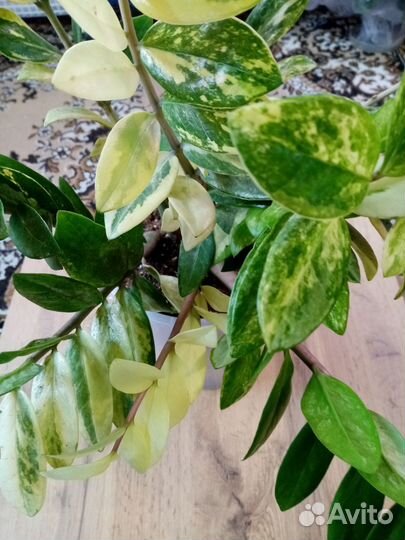 Замик Щорт Лив вар