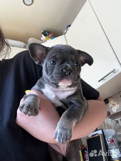 Французский бульдог щенки лиловые