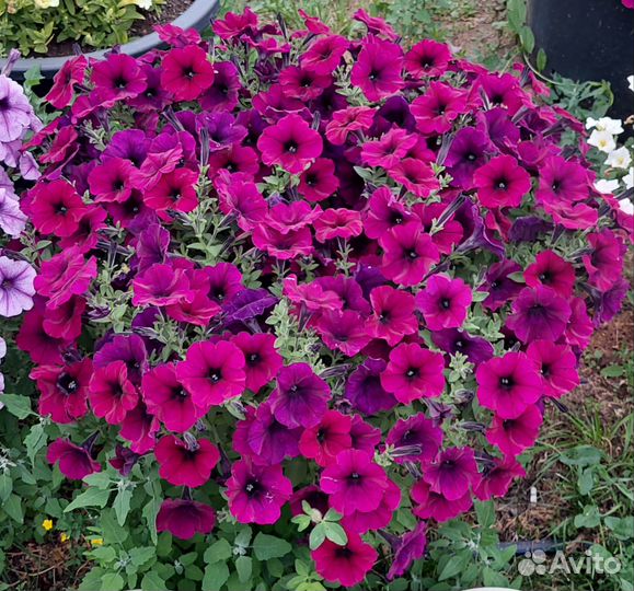 Петуния многоцветковая каскадно-ампельная