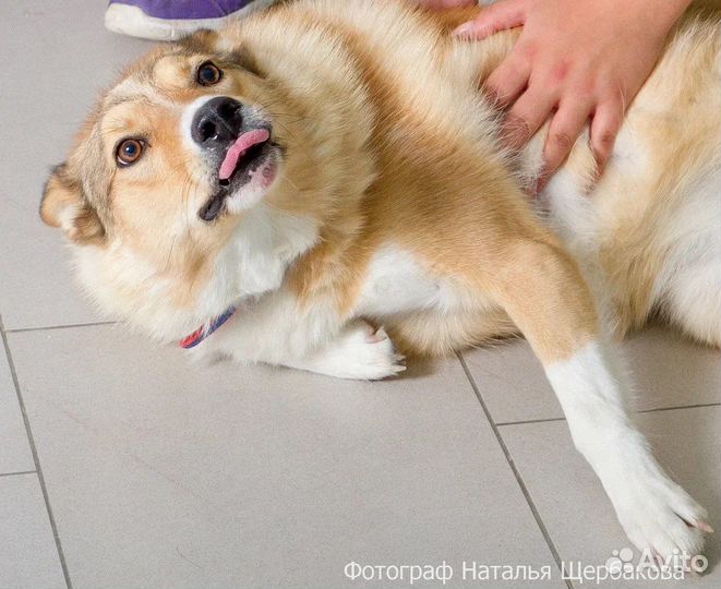 Собака рыжуля