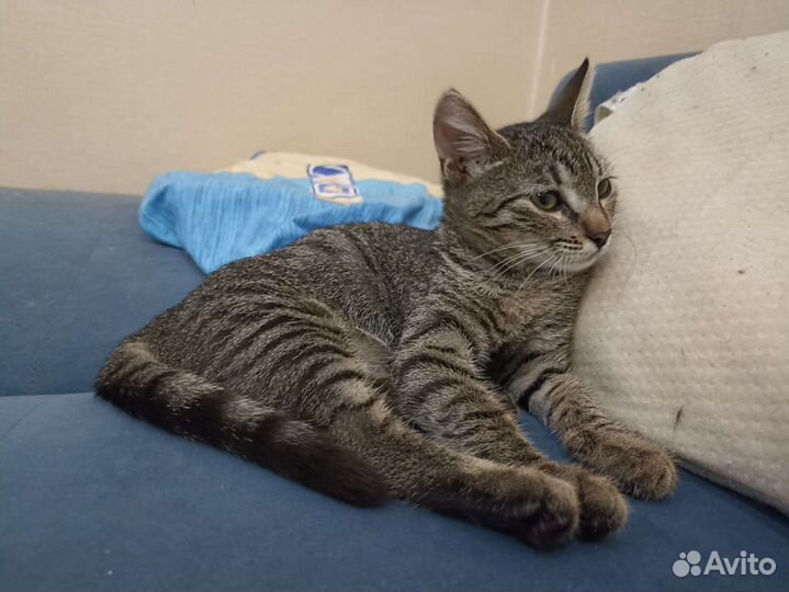 Котёнок девочка 3 месяца