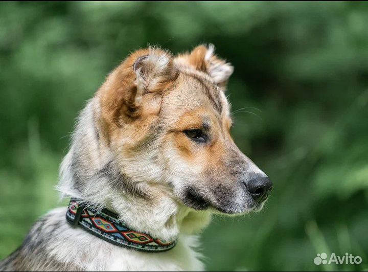 Щенки алабая в добрые руки