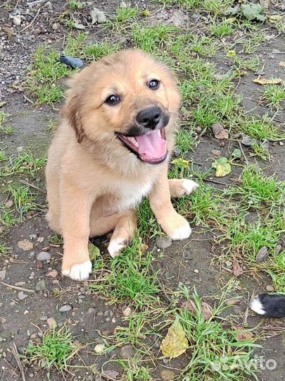 Отдам бесплатно щенят в добрые руки