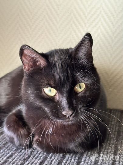 Кошка Бонечка