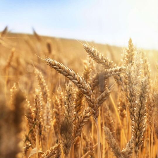 Участок 1,87 га (СНТ, ДНП)