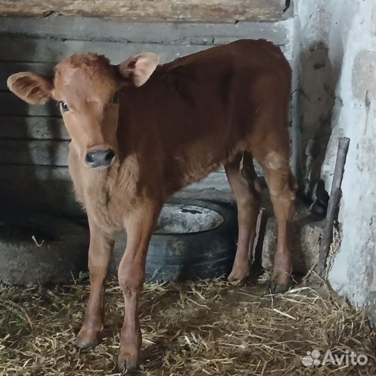 Бычки телки