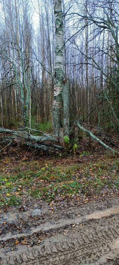 Участок 44 сот. (СНТ, ДНП)