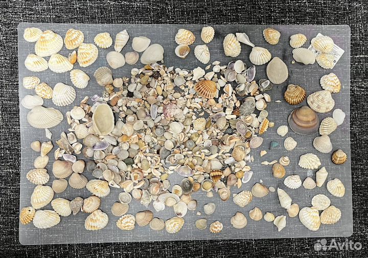 Ракушки морские