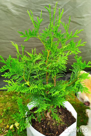 Туя брабант