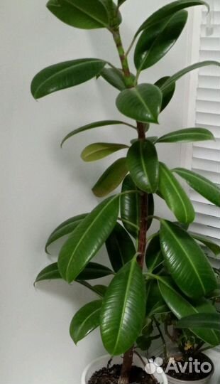 Фикус каучуконосный