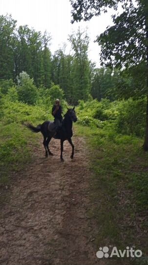 Конные прогулки