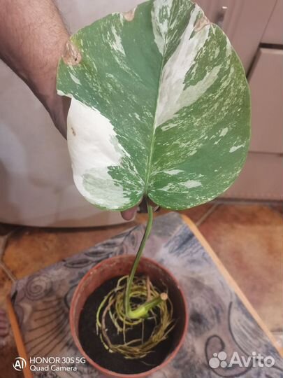 Монстера вариегатная alba
