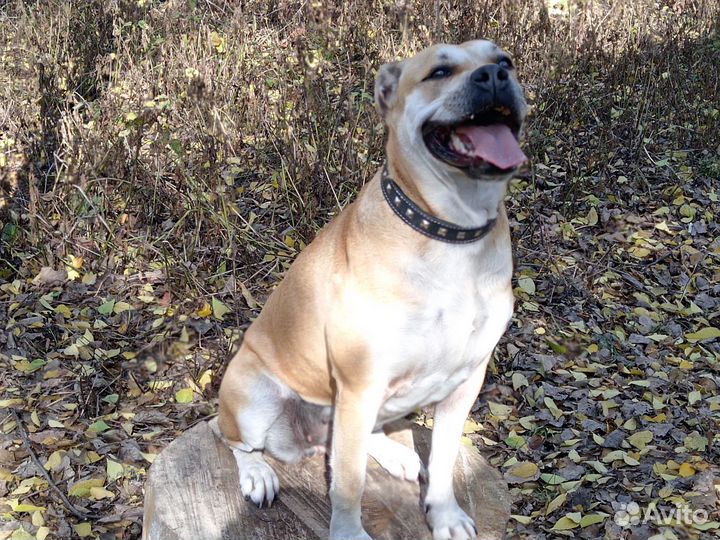 Щенки Ка де бо (Майорский мастиф)