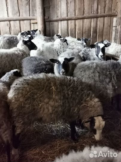 Романовские овцы