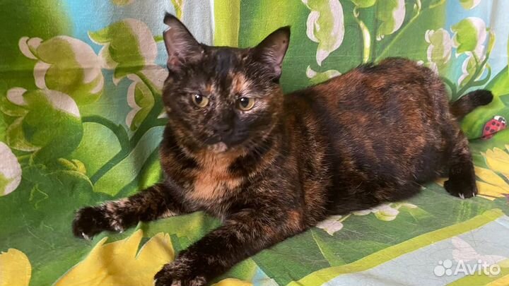 В добрые руки