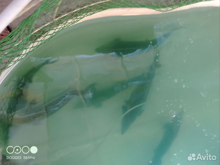 Маточное стадо бестера