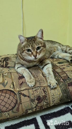 Кошка в добрые руки