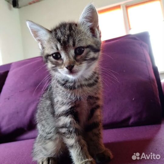 Кошка котенок девочка серая