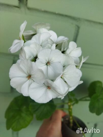 Комнатные цветы