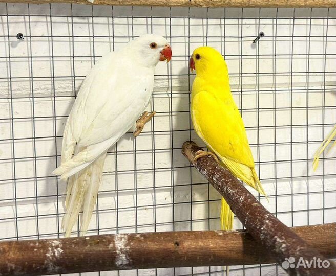 Попугаи корелла и другие