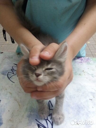 Котята в добрые руки бесплатно