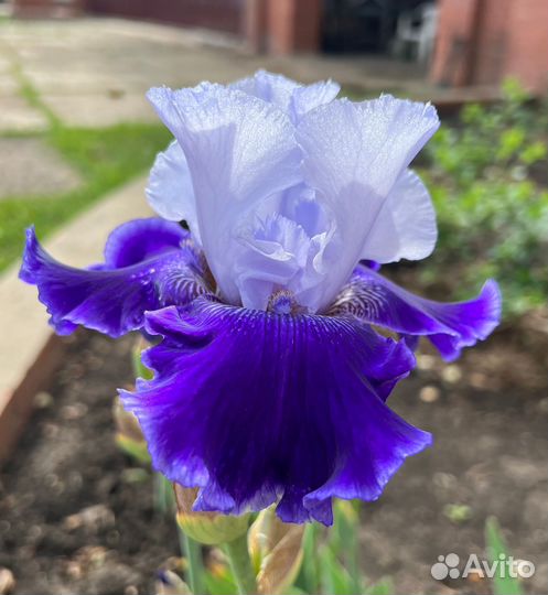 Ирисы коллекционные