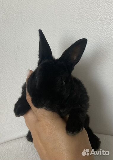 Кролики рексики миниатюрные