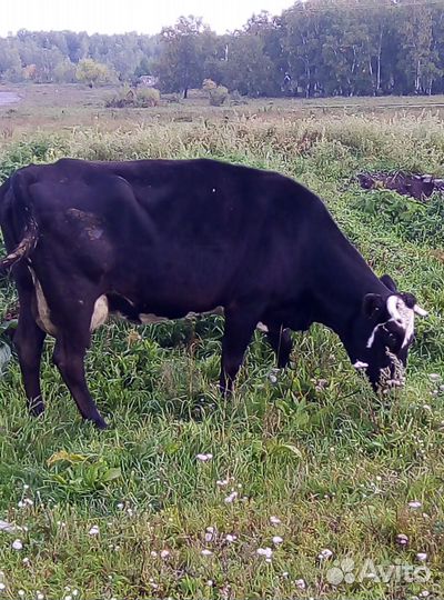 Продается дойная корова