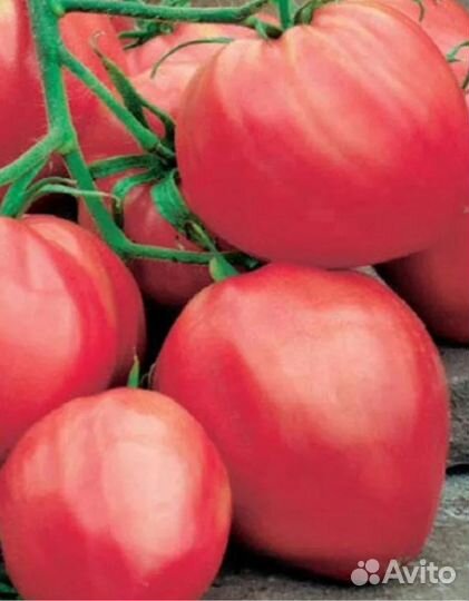 Семена Томата Бычье сердце