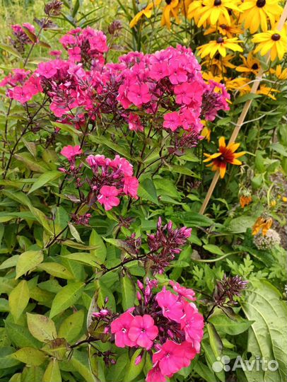 Флоксы сортовые