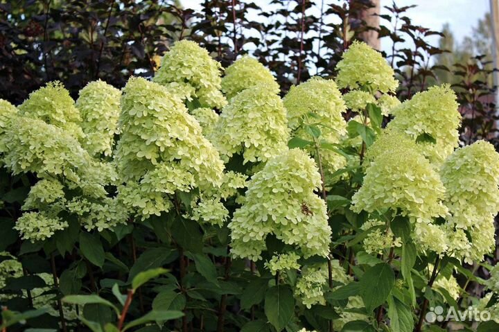Гортензия метельчатая Лайм Лайт
