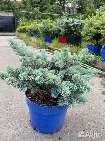 Ель голубая глаука глобоза