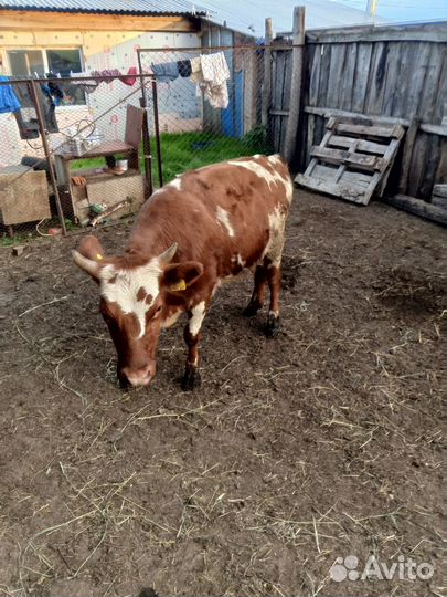 Продаются телки
