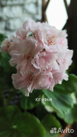 Пеларгония герань юг Яфья